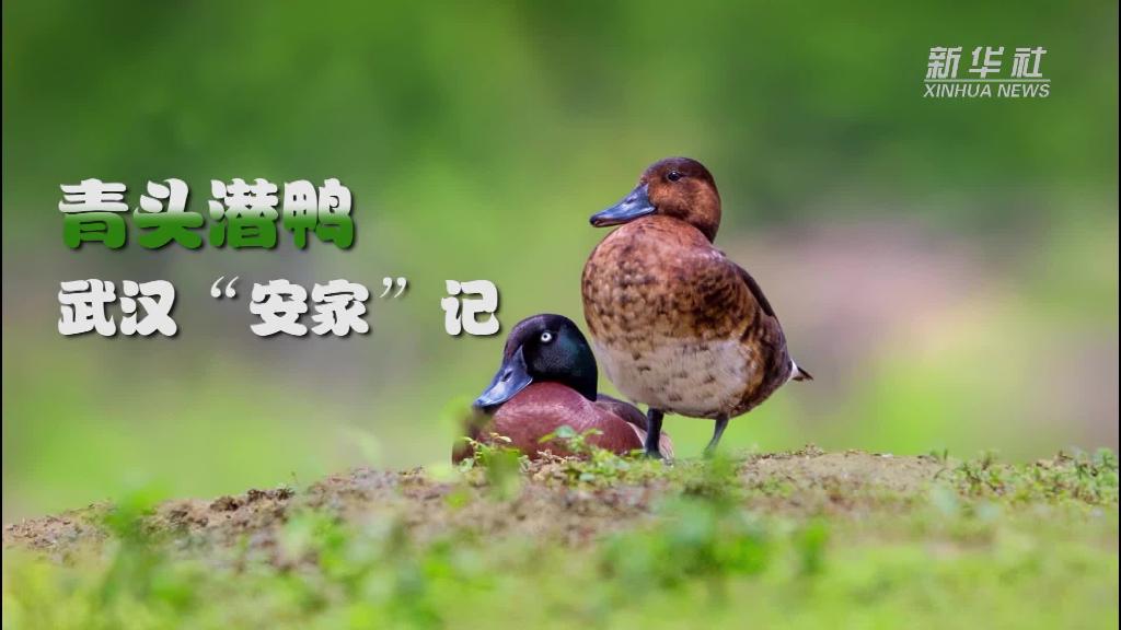 BBINӯȫý+ͷǱѼ人“”